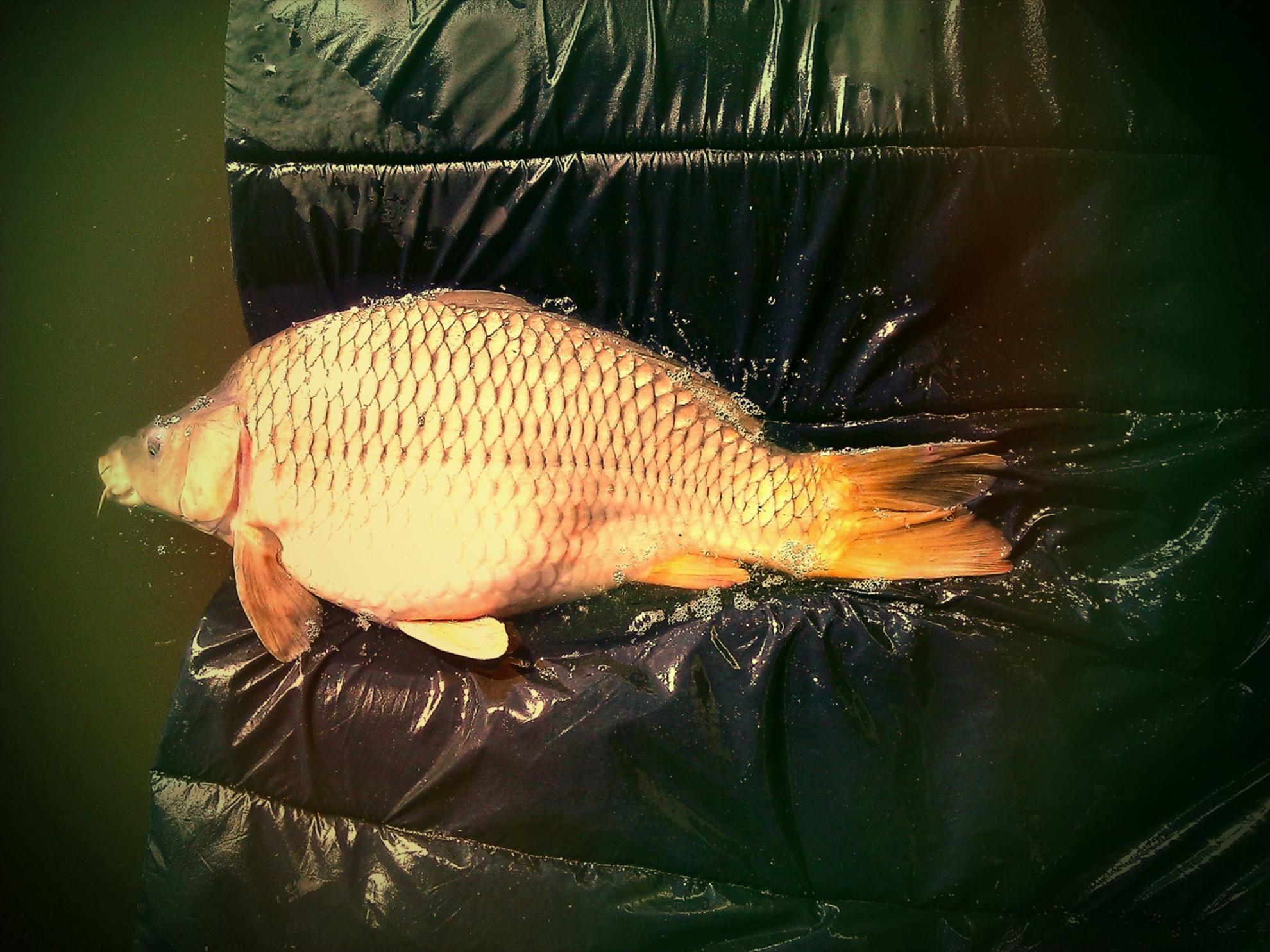 Moara Vlasiei 2 29 - 30 apr. - savedpicture15.jpg